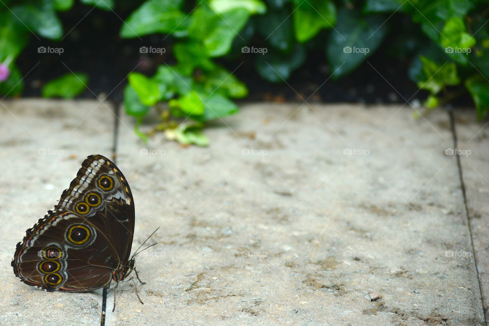 Butterfly in sanctuary