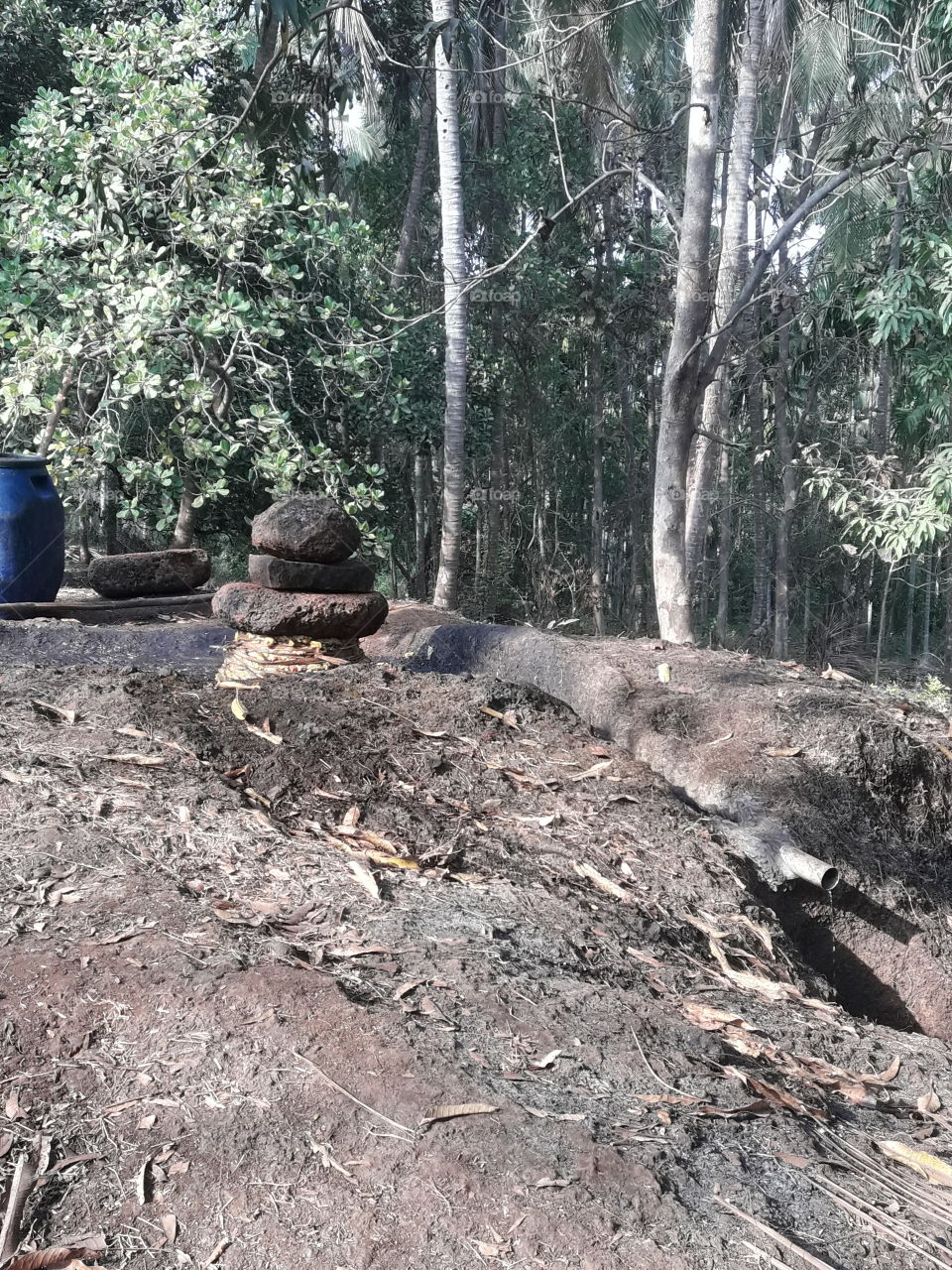 goan juices stone  in  forest