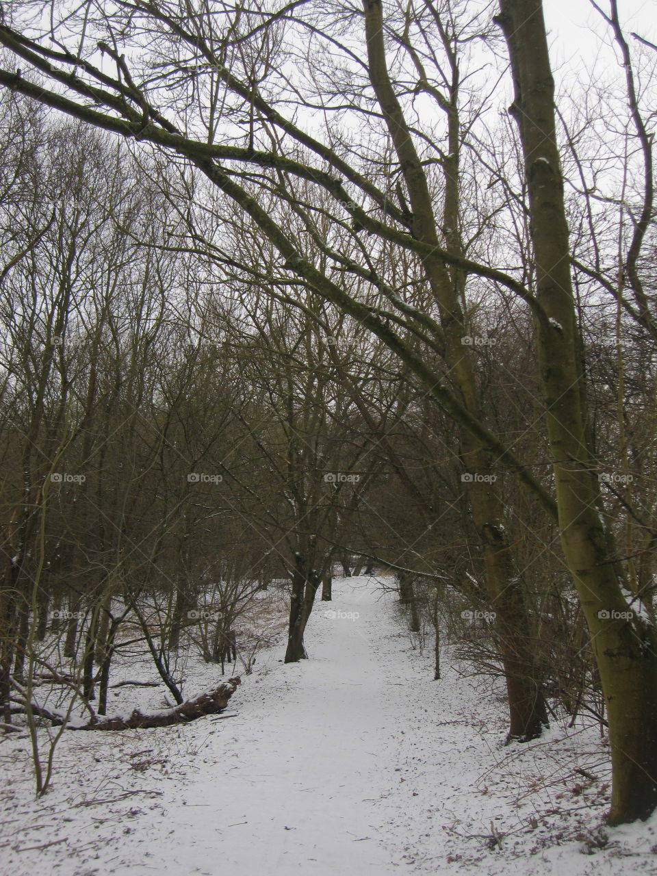 Winter, Tree, Wood, Snow, Landscape