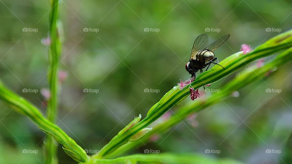 Fly drinking honey from a grass flower