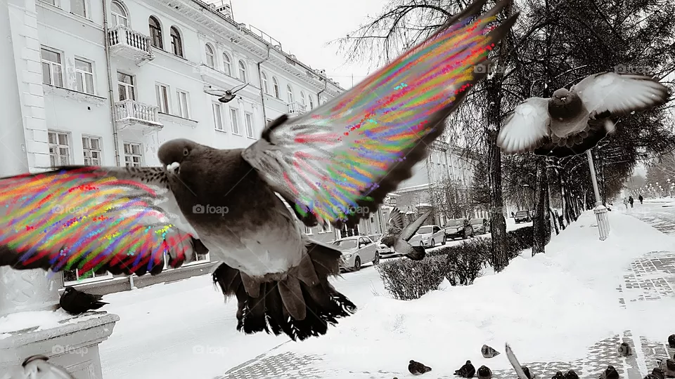 dove