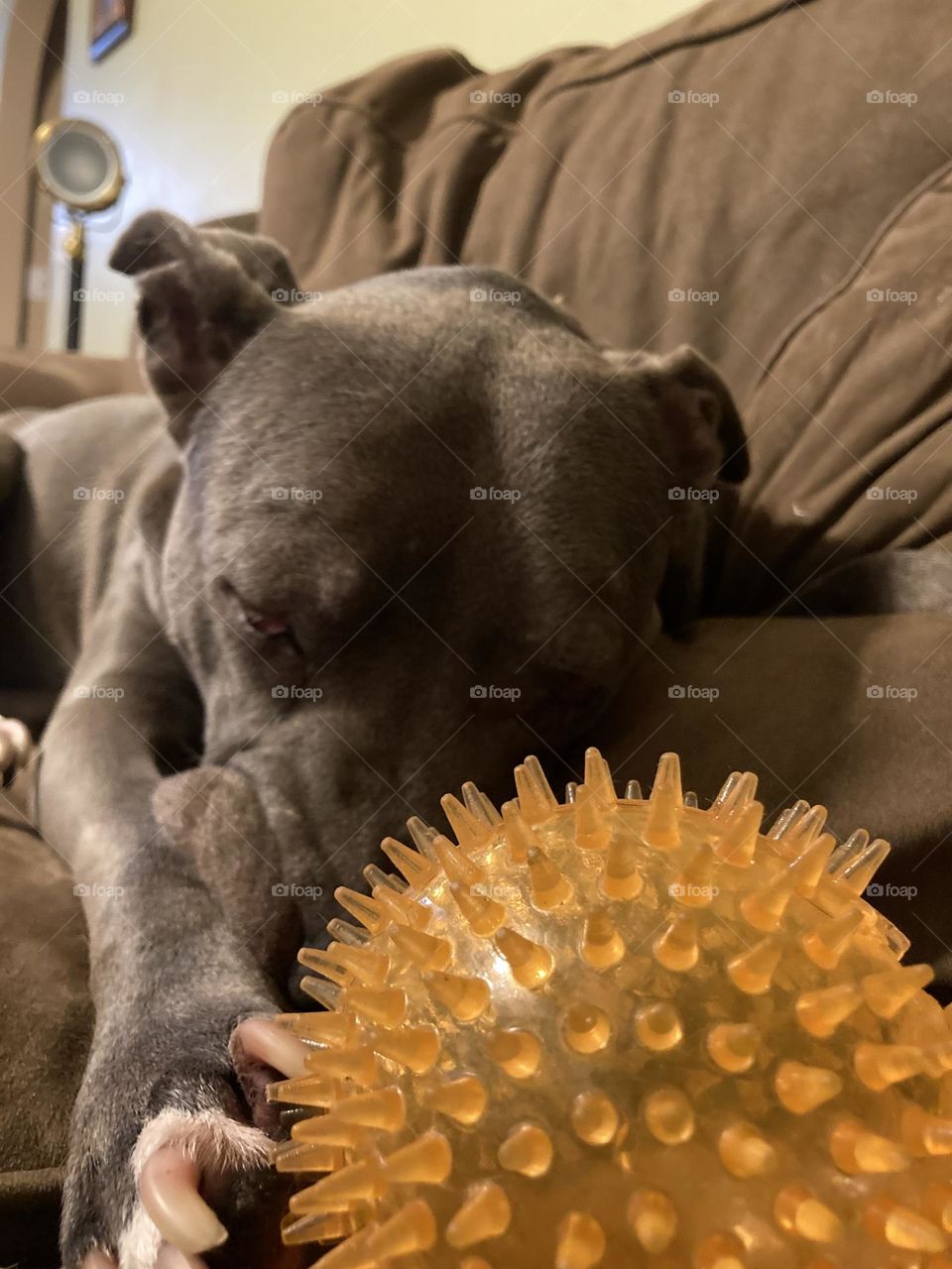 Dog sleeping with ball