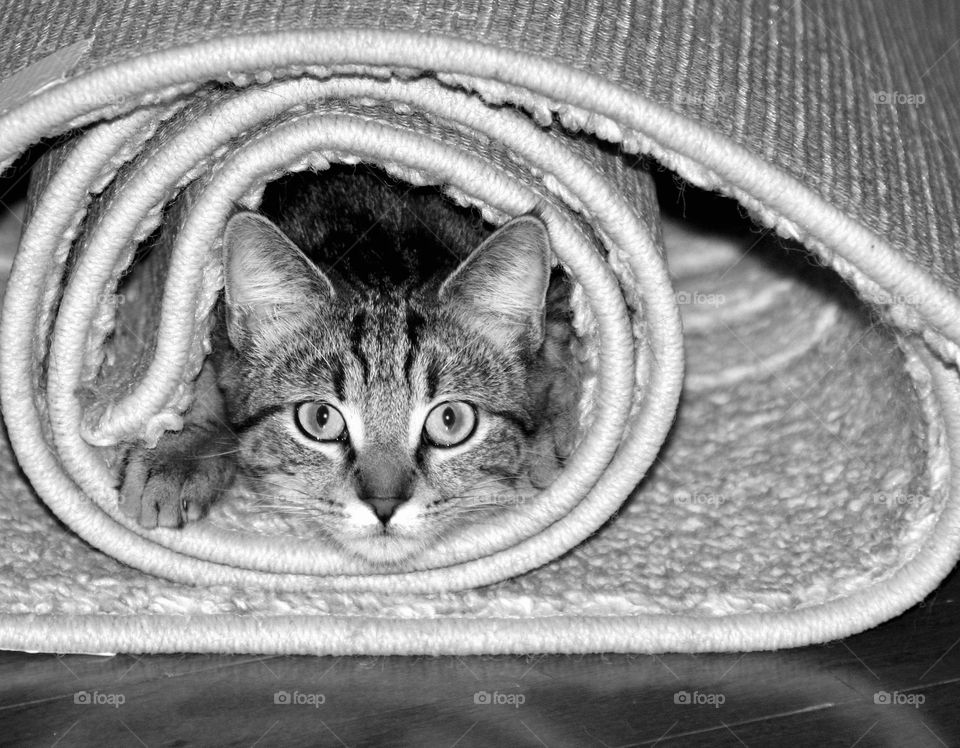 Black and white photo of tabby who got inside a rolled up rug