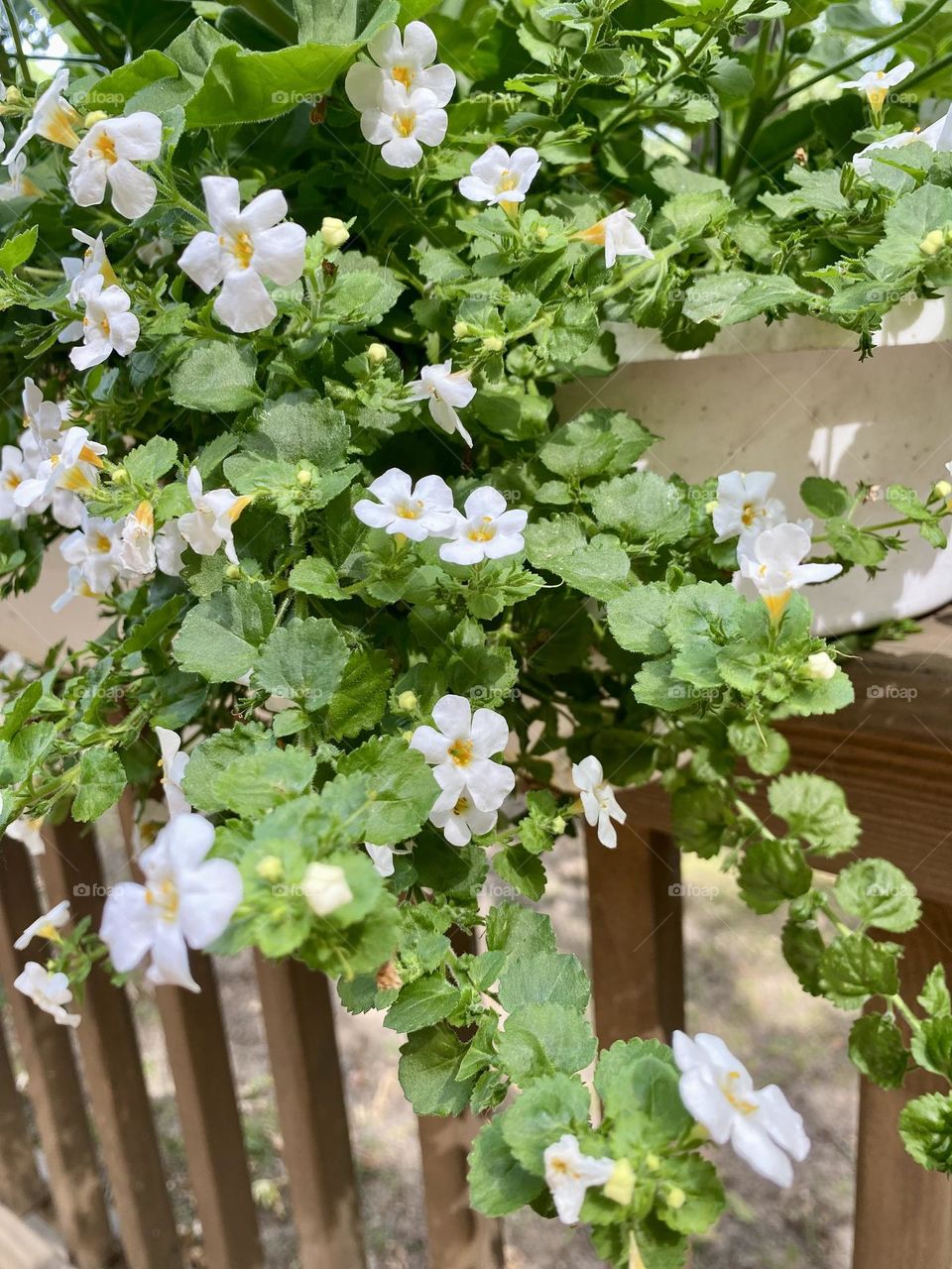 This image shows a lovely grouping of Chaenostoma cordatum flowers arranged in a flower box on a deck. The flowers are white green leaves, adding a vibrant and natural touch to the outdoor cottage setting. 