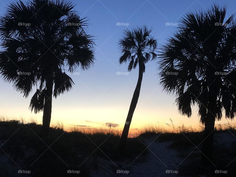 Palm Tree Silhouette