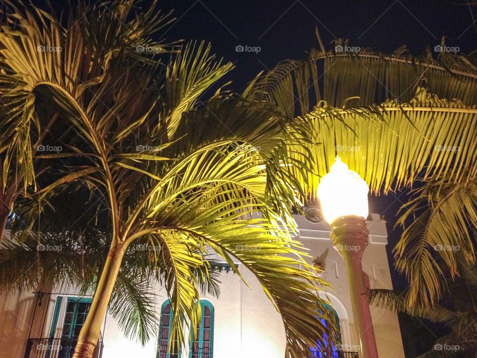 Palm trees and street light