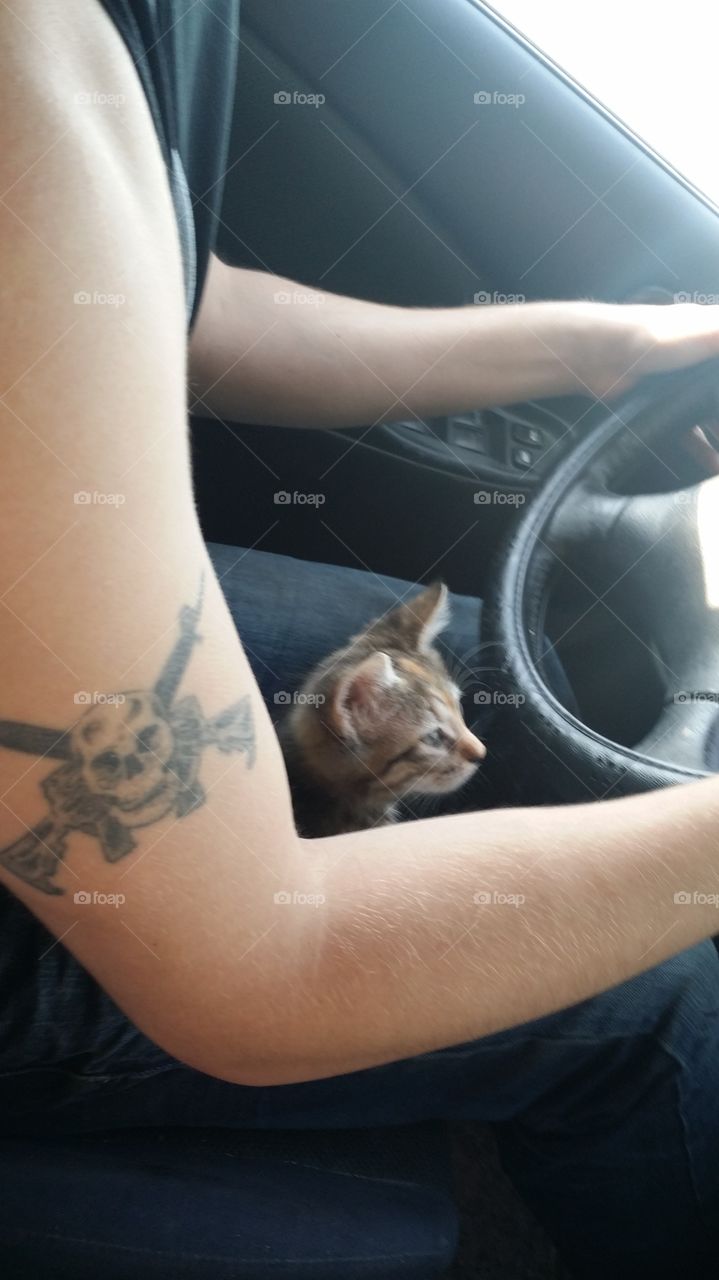 kitten riding with my boyfriend in the car on our way home.