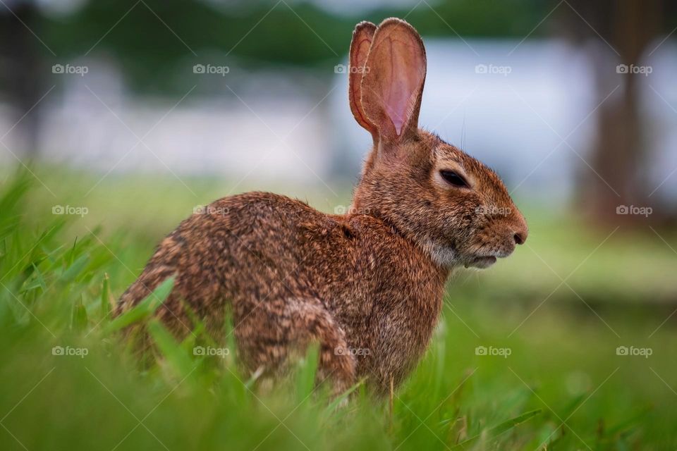 An Eastern Cottontail ready to celebrate its year, and reflect on its existence. 