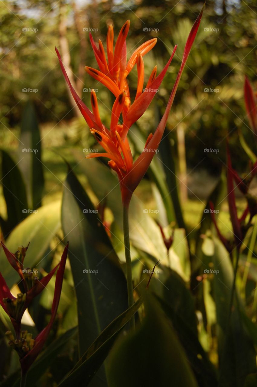 Close-up of orange flower