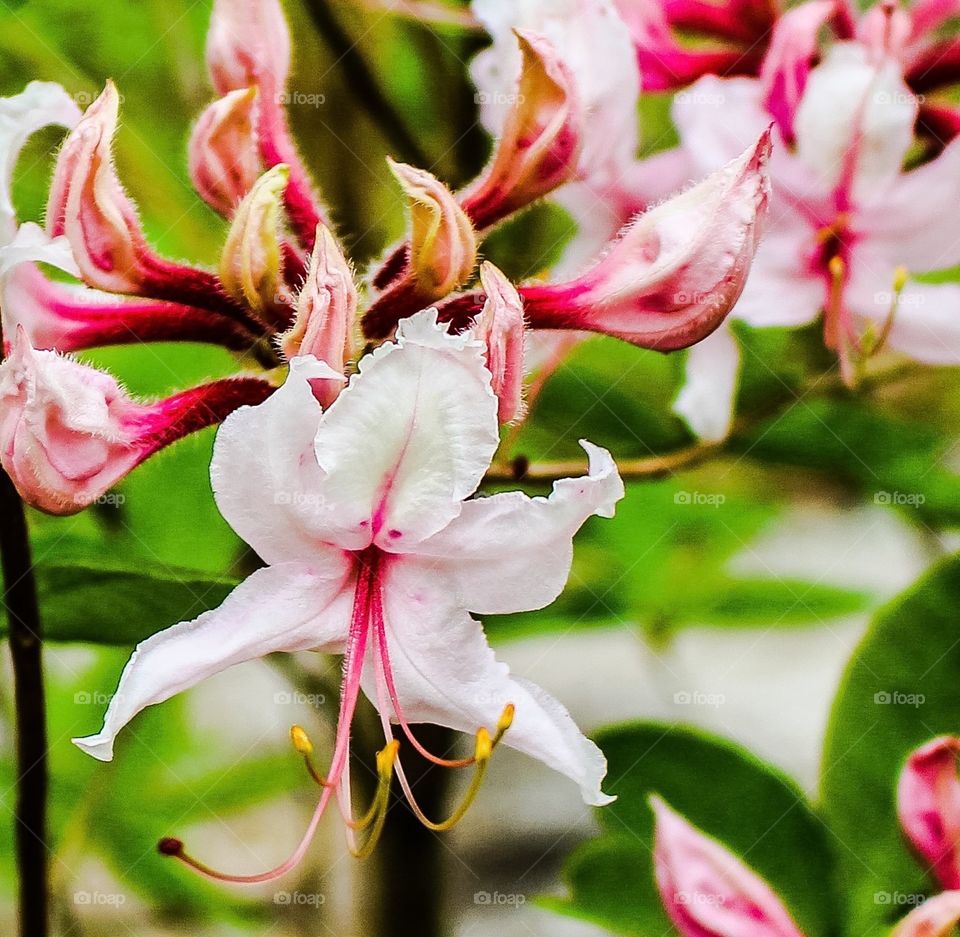 Wild Azaleas