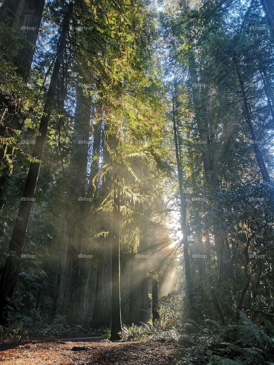 sun rays through the redwoods