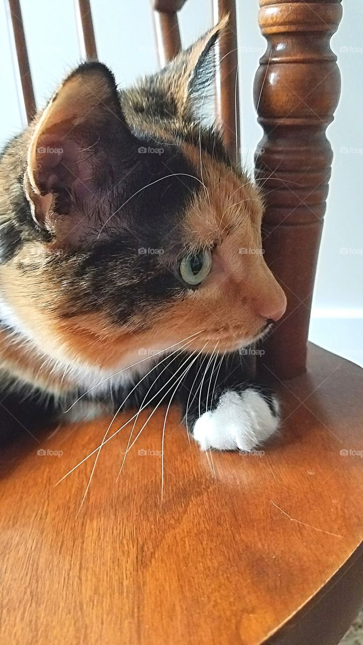 calico cat with green eyes