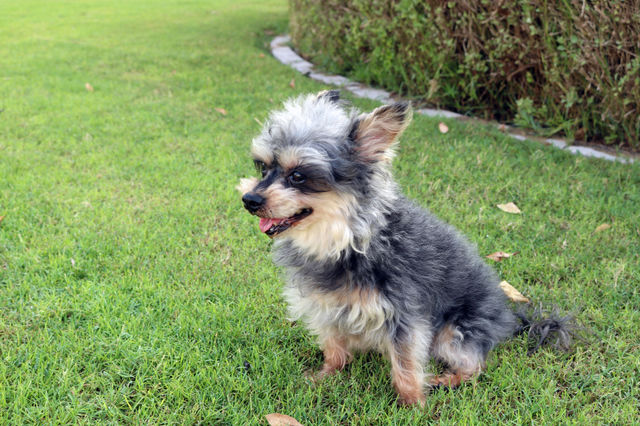Small Dog outside on grass