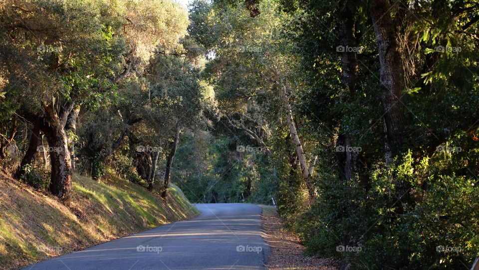 Trees line an internal road in California, USA.