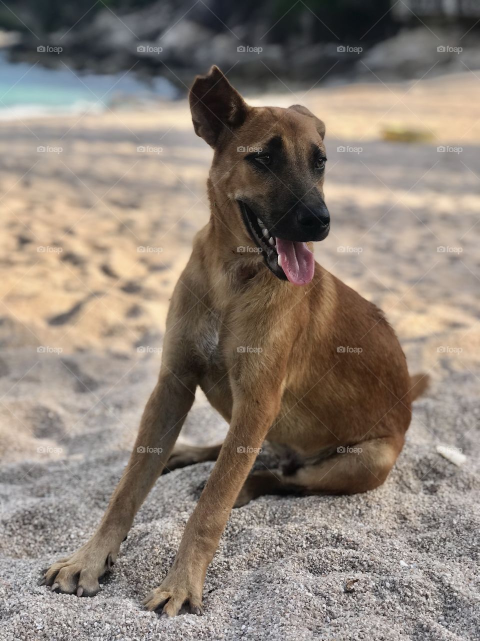 Super pup. Friendly and beautiful dog. Friend. Pet.