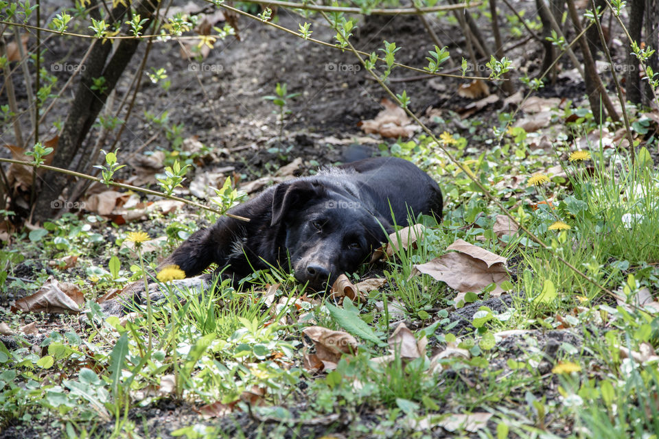 Dog lying in the woods
