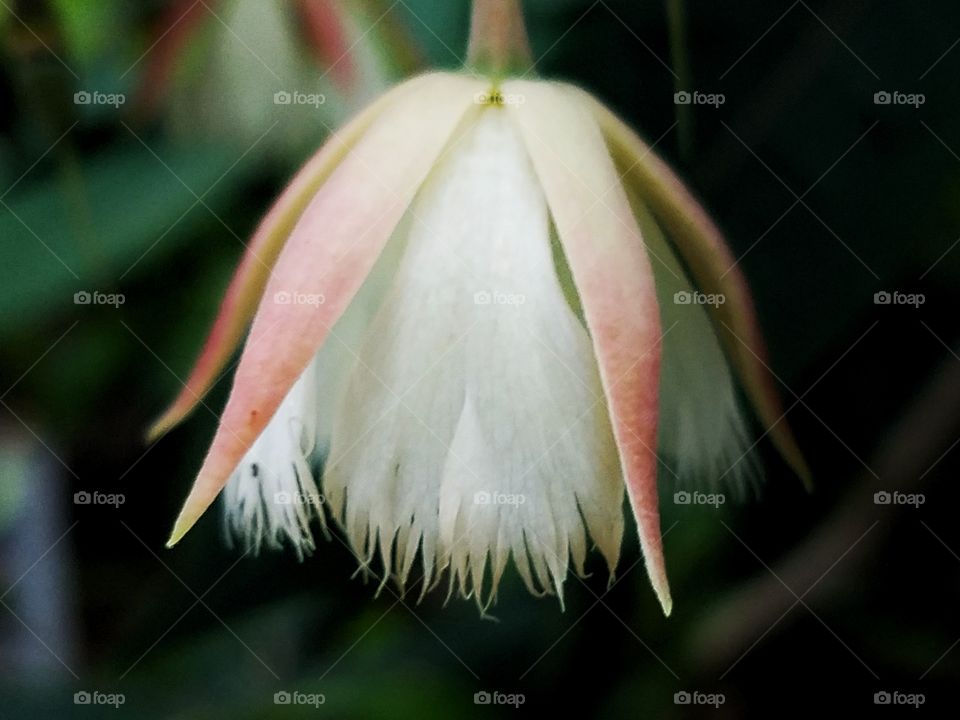 tropicl bell flower in bloom for the summer