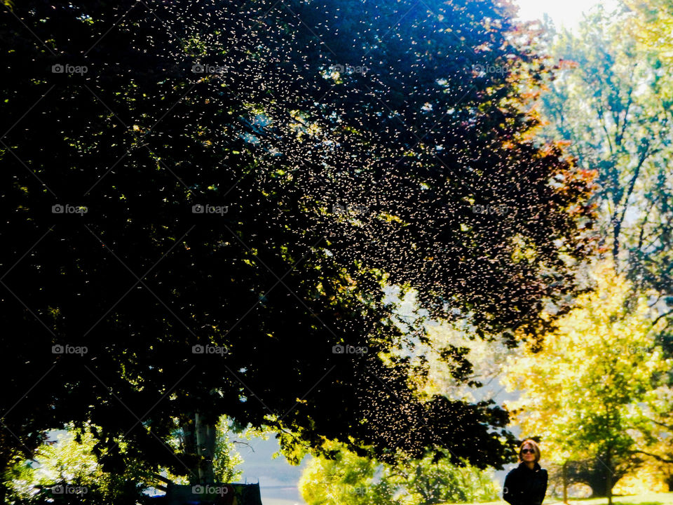 Park in Turin in Italy