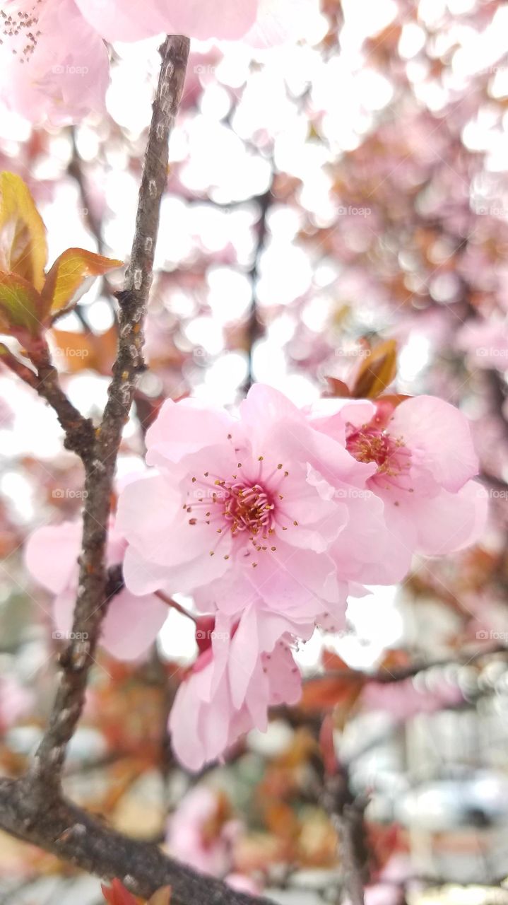 Pink flower in cherry blossom
