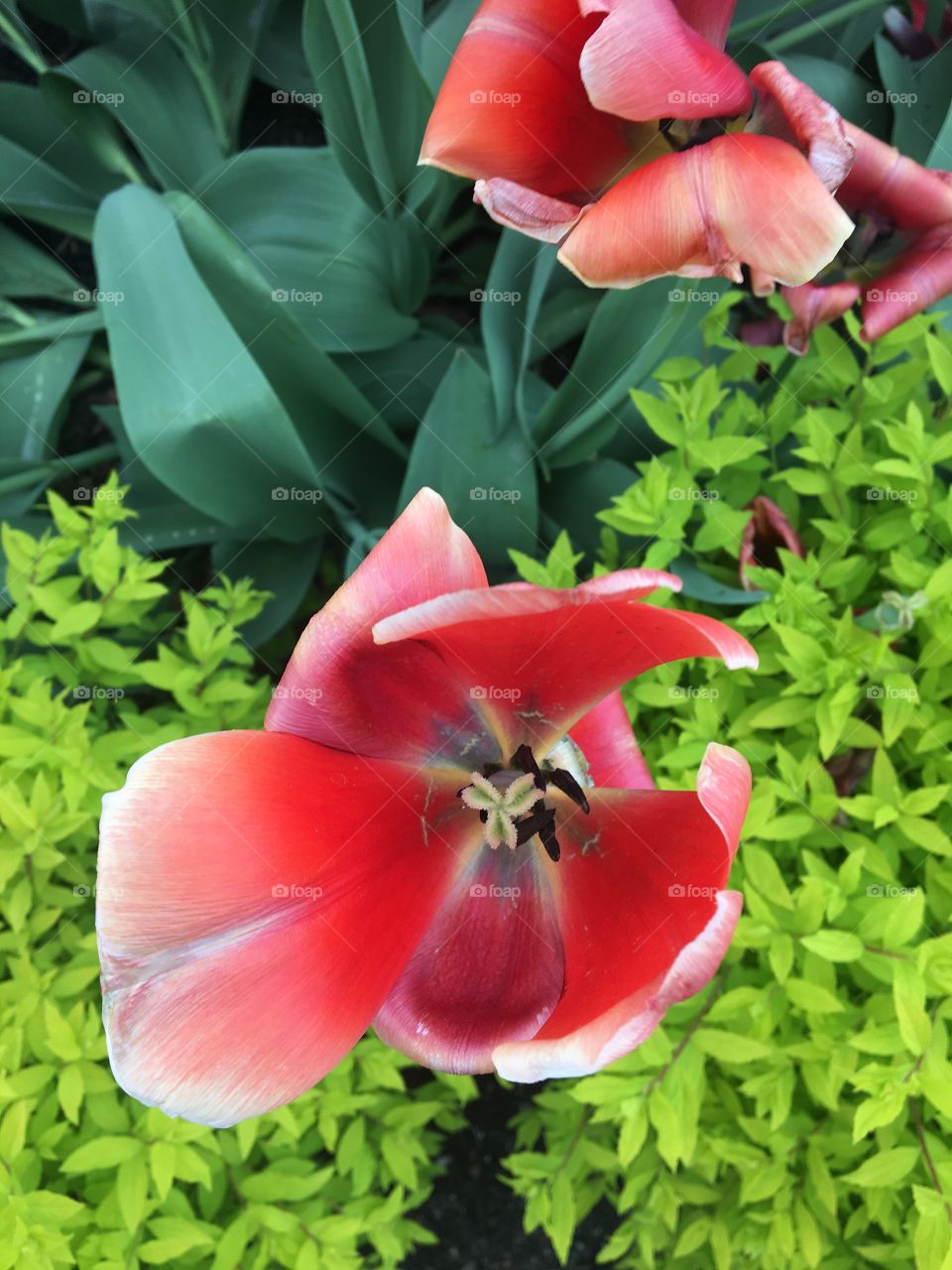 Beautiful pink flowers 