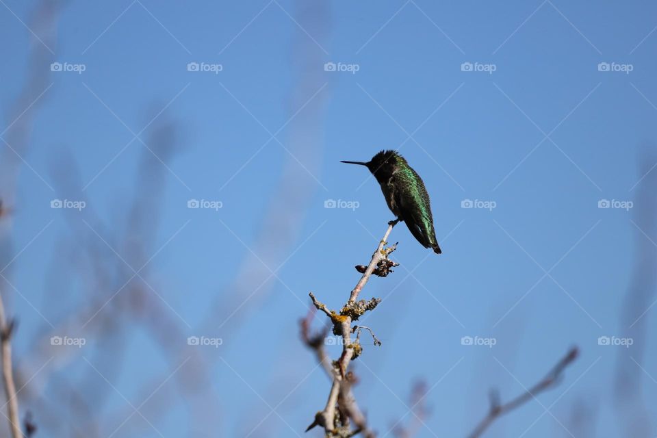 Hummingbird perched on a twig