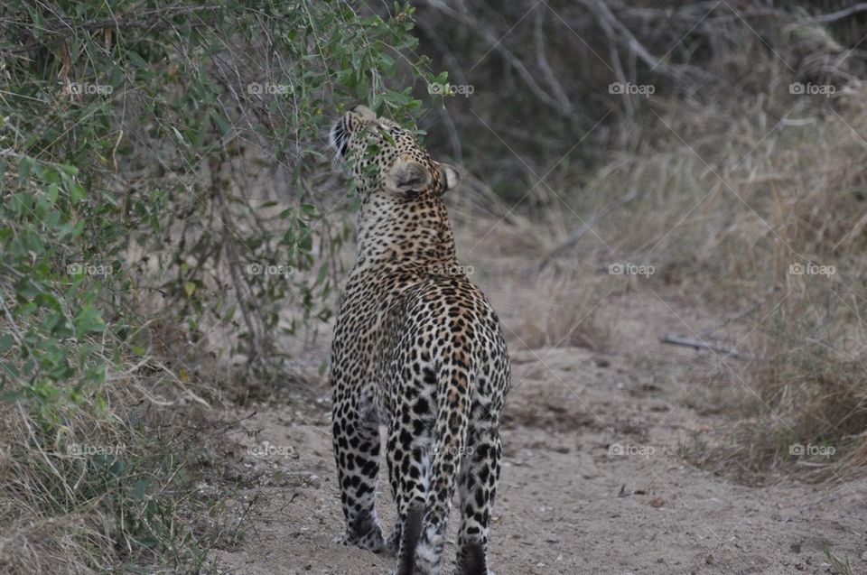 Young male leopard 