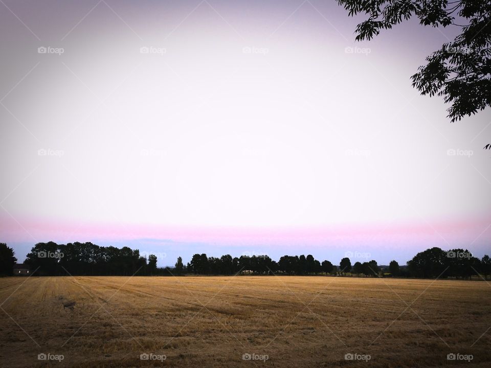 Field at sunset