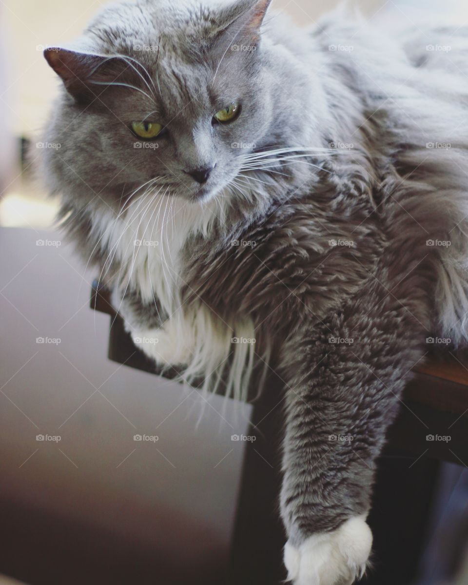 Kitten lying on table