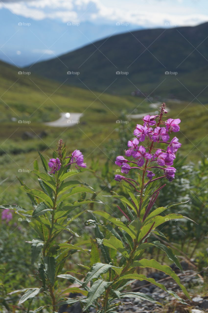 Fire weed in Hatcher's Pass