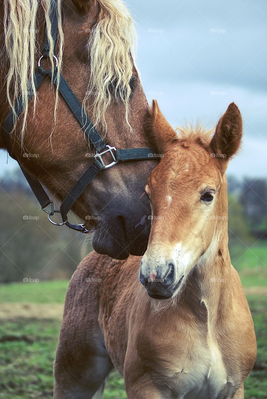 Mothers love. Horse comforts her foal