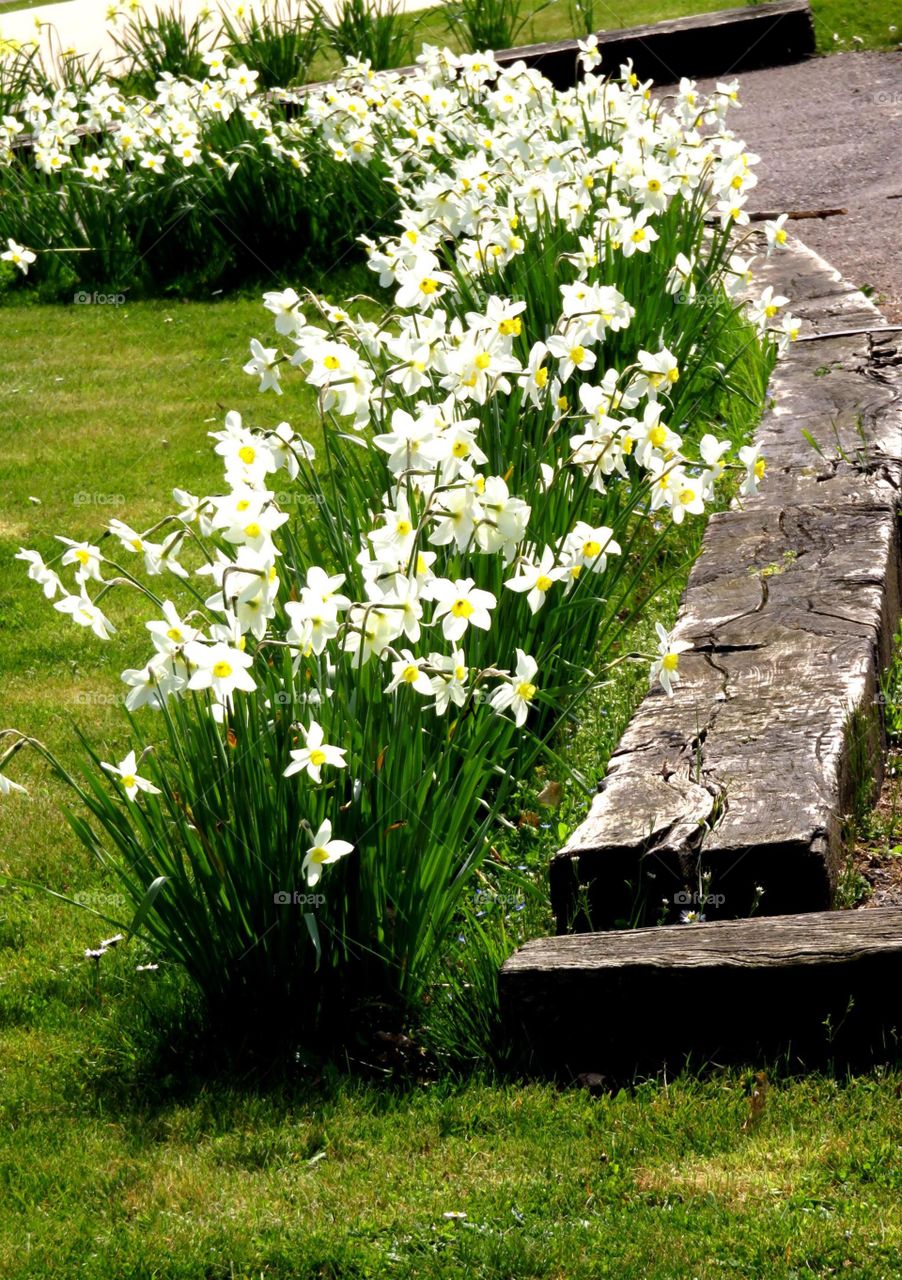 Spring daffodils