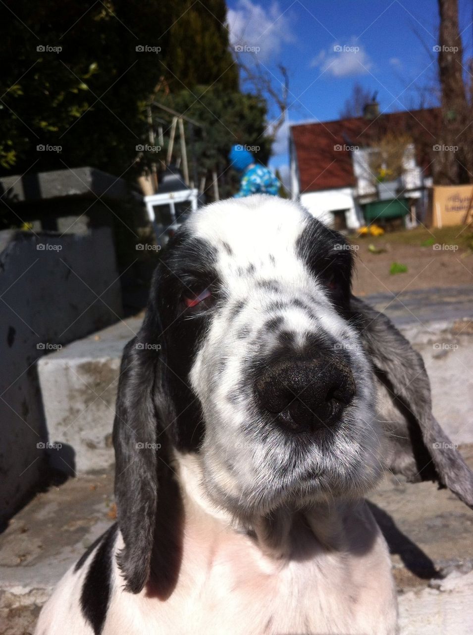 landscape sweden dog dogs by micke71xxx