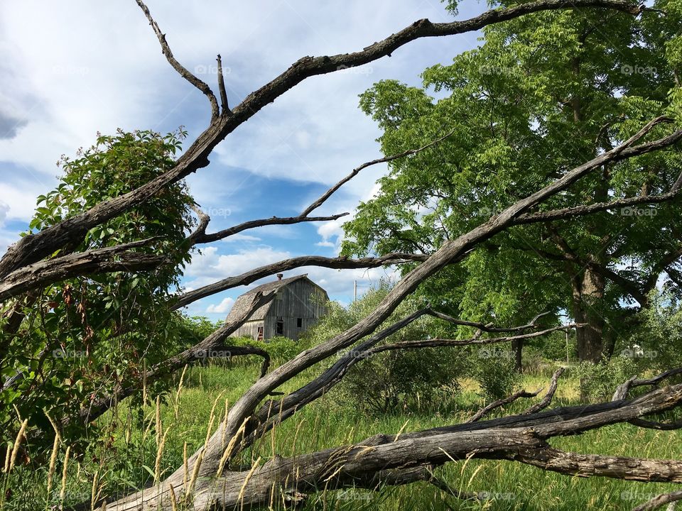 Barn behind fallen tree