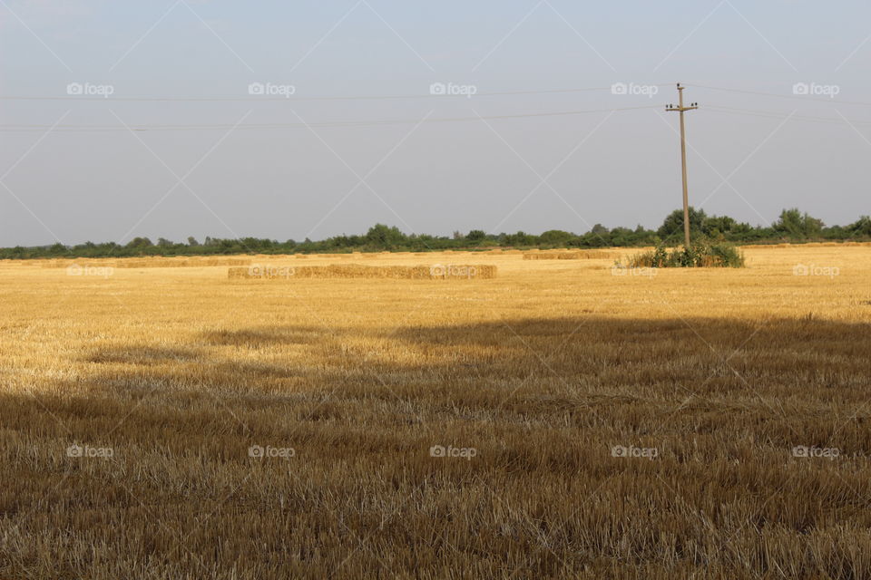 Agriculture, Wheat, Field, Farm, Cereal
