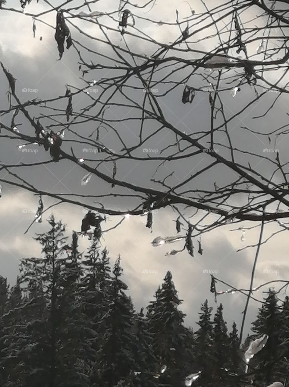 Ice on the branches