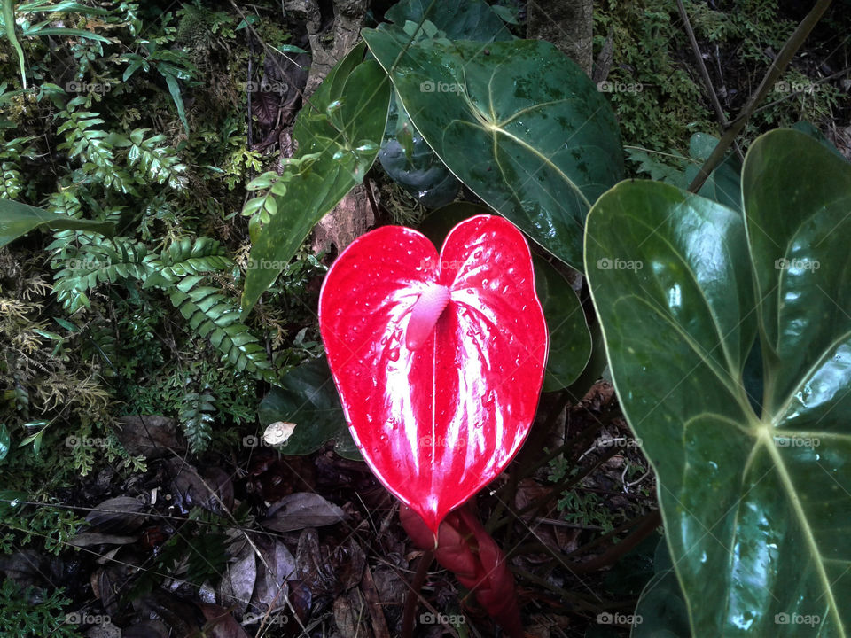 red anthurium flower