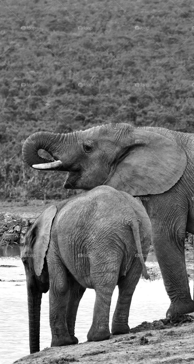 elephants at a waterhole. black and white