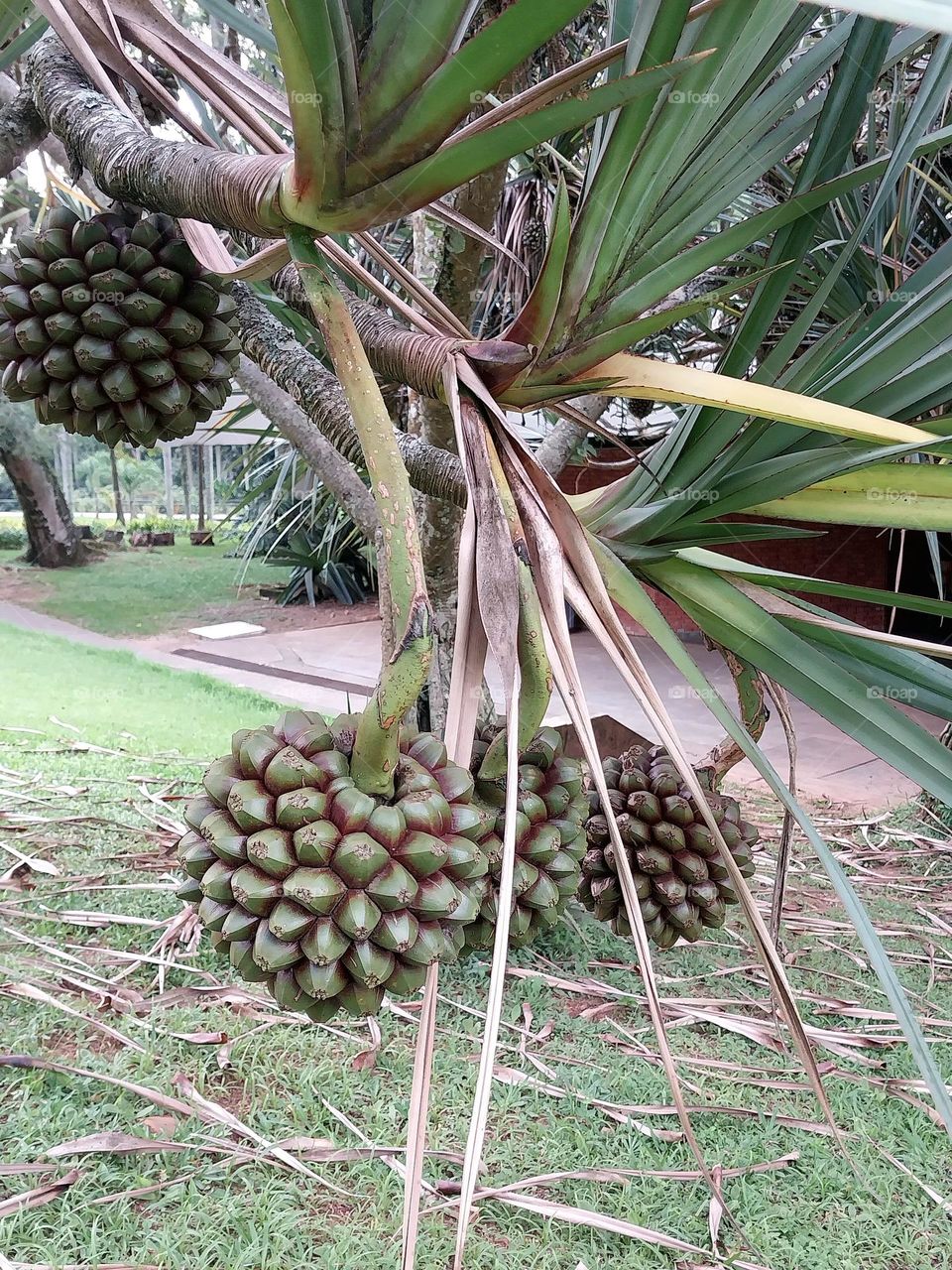 Pandanus utilis