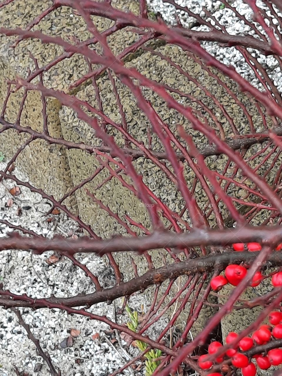 winter garden - brown  branches twigs and berries of cotoneaster