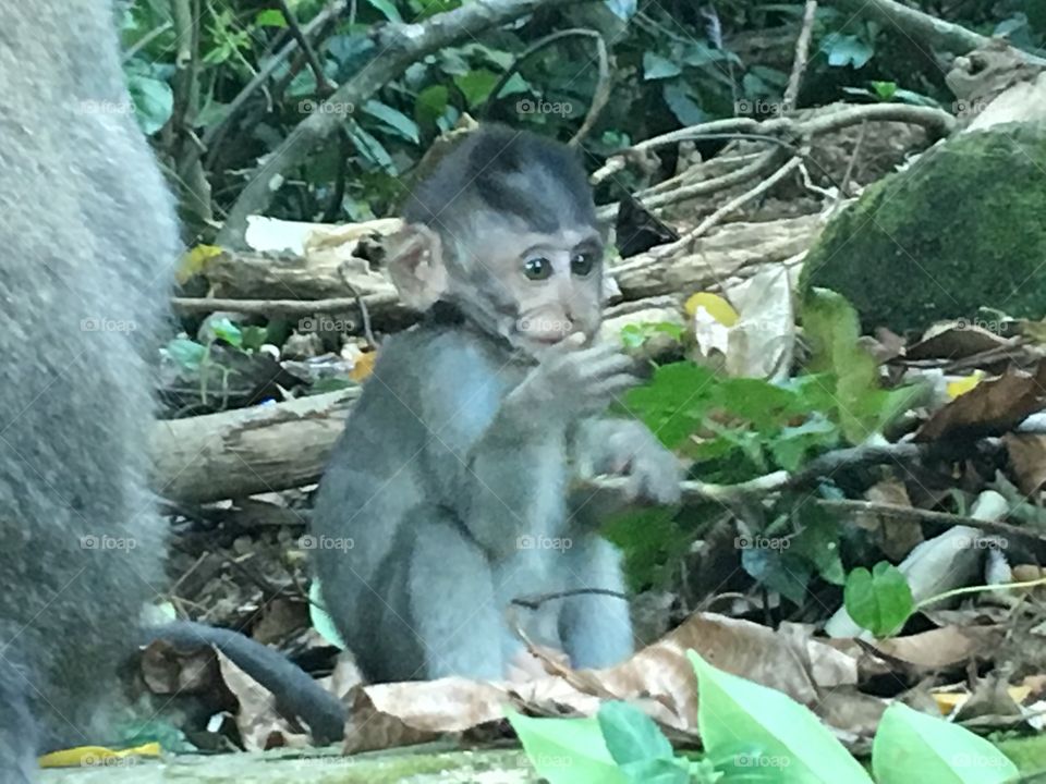 Baby Monkey Ubud, Bali Indonesia