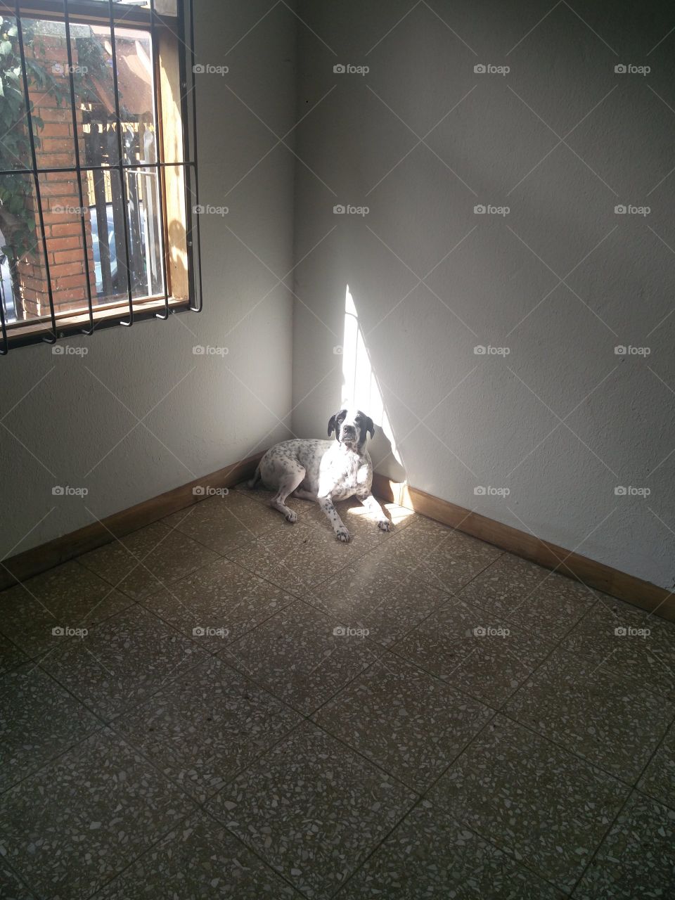 dog in sunlight