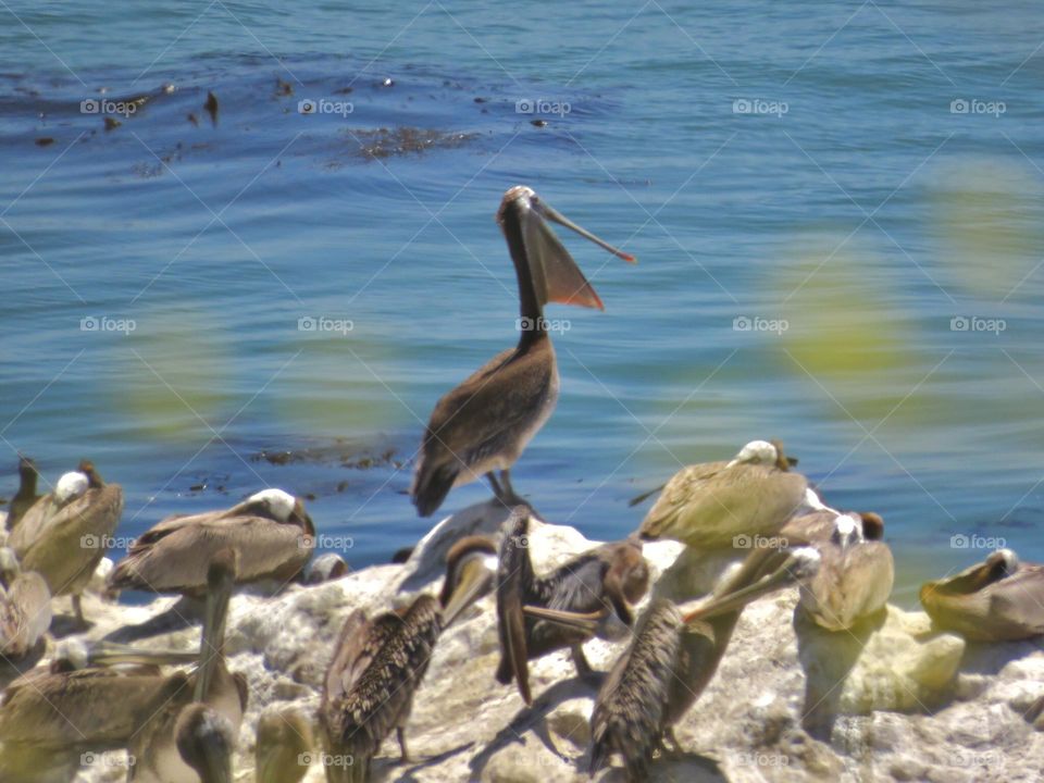 Pelican with an Open Bill