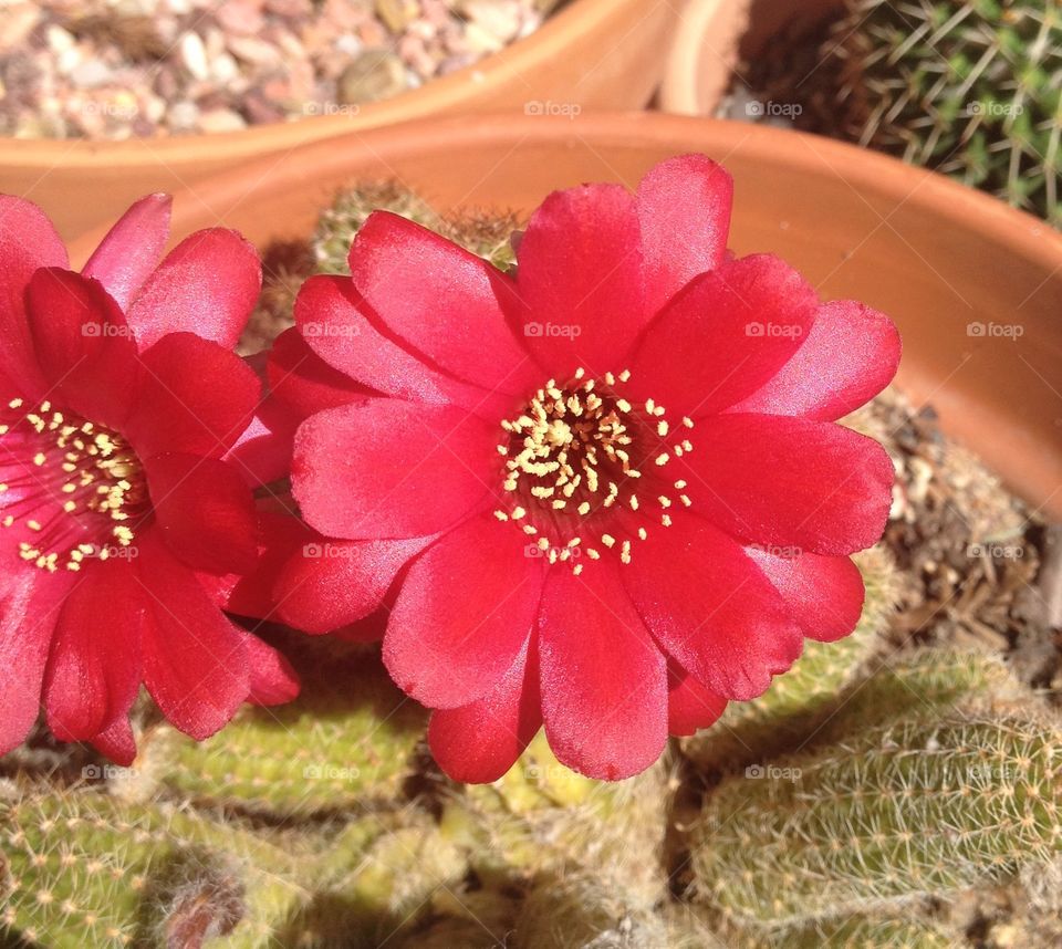 Cactus flower
