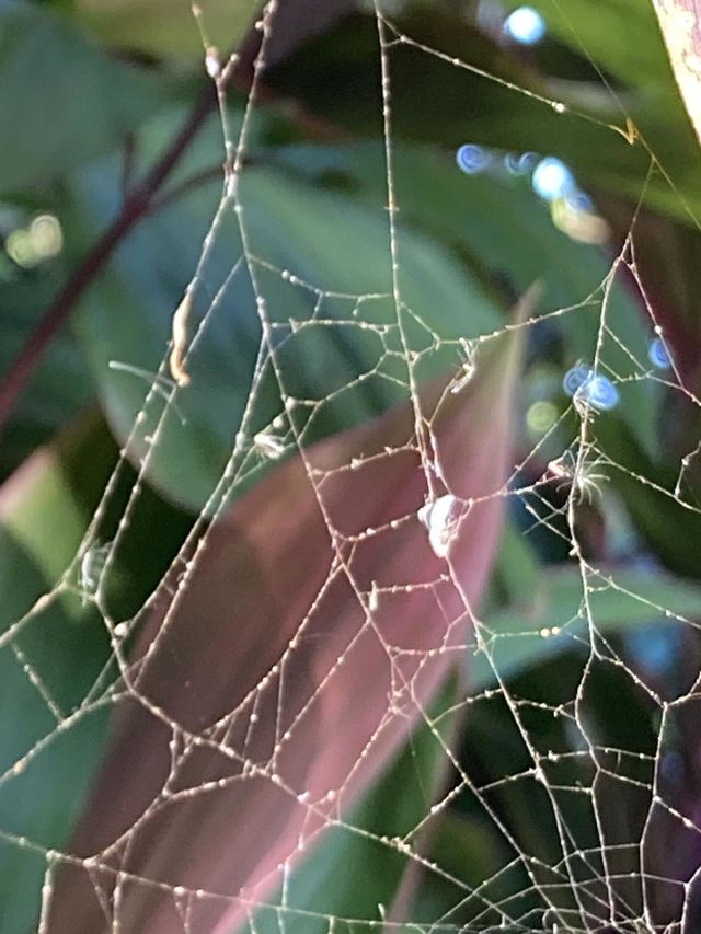 Vista parcial de uma bela teia de aranha em frente a folhagens coloridas em cor verde e bordô. A teia parecendo rede aprisionando plantas.