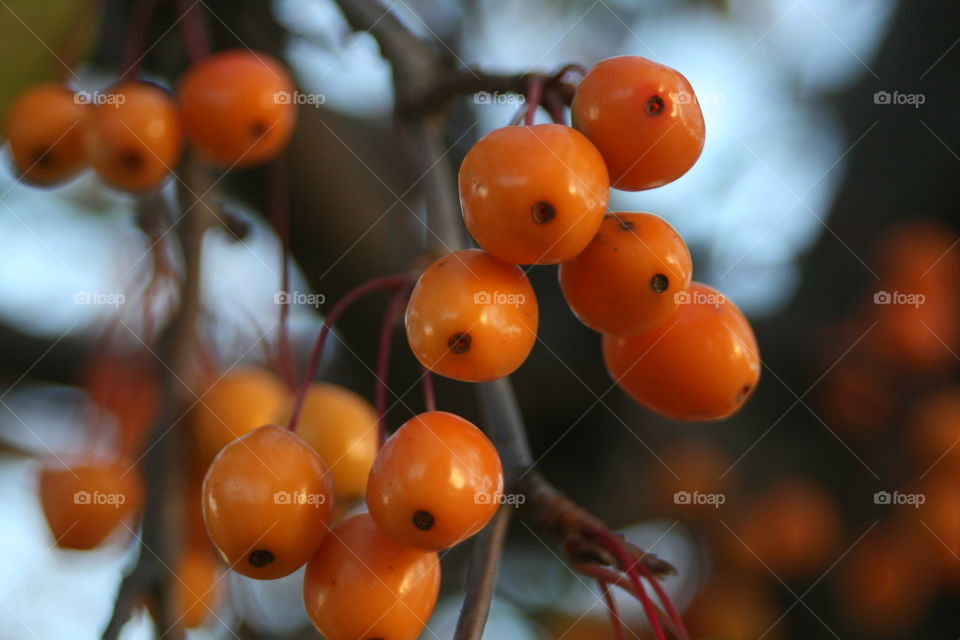 Fall Trees 