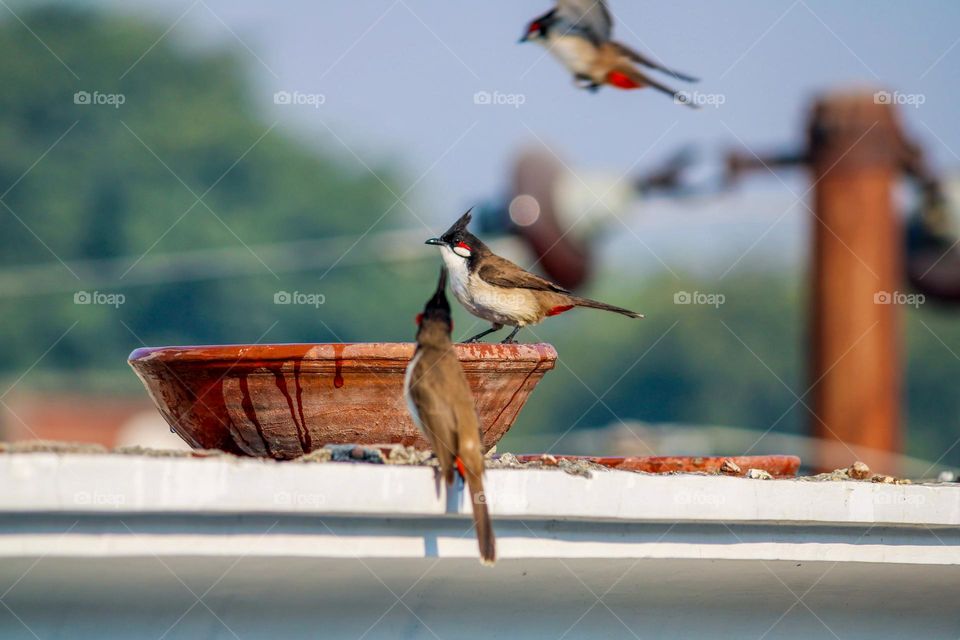 Wildlife and some human effort to feed them water