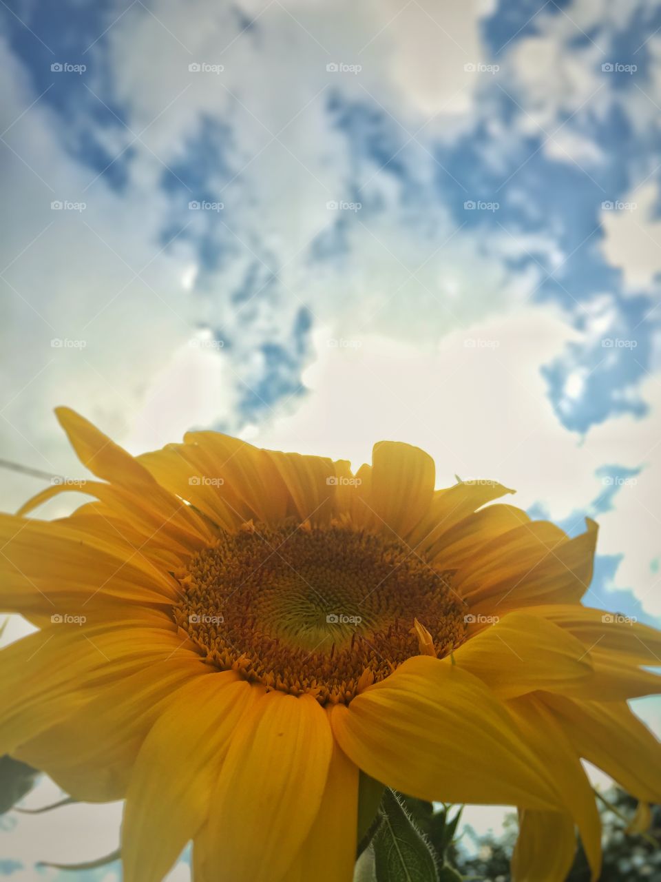 Sunflower 