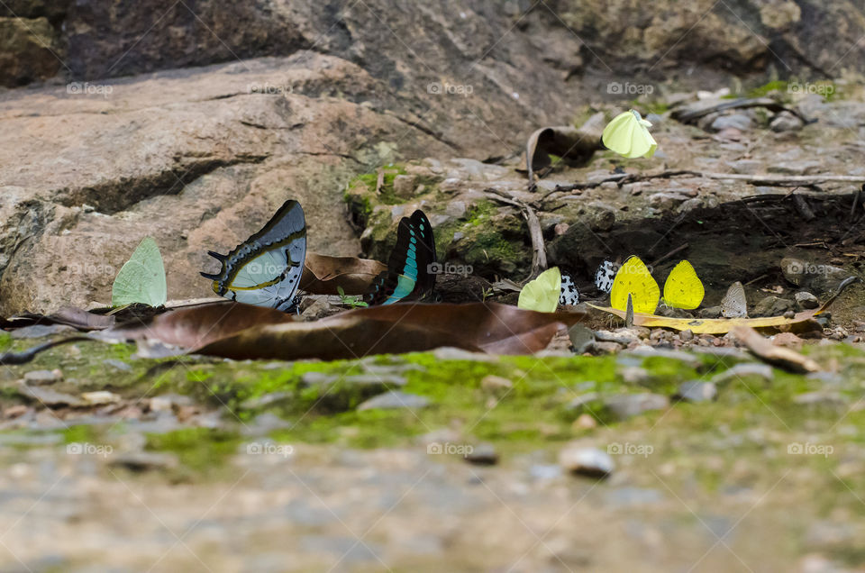 colourful butterflies