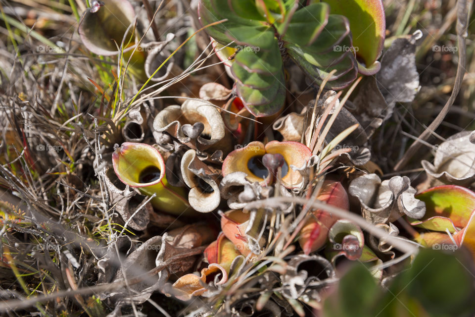 Carnivorous Pitcher Plant, Heliamphora Nutans.