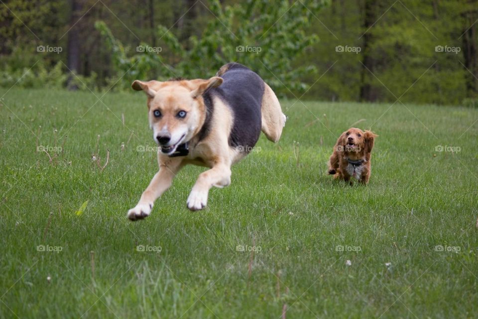 Two dogs running around together in grass 